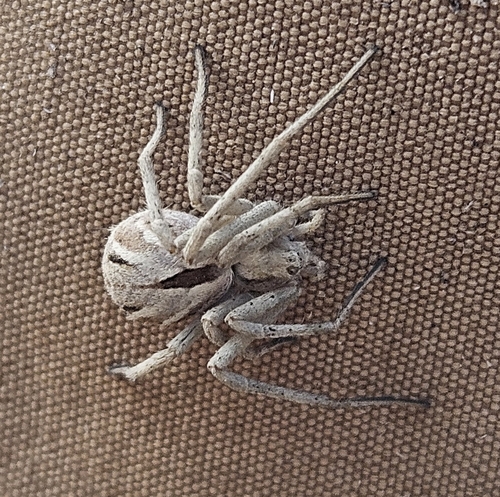 Attractive Running Crab Spider, Cartago, CA 93549, USA, photo 8 of 10