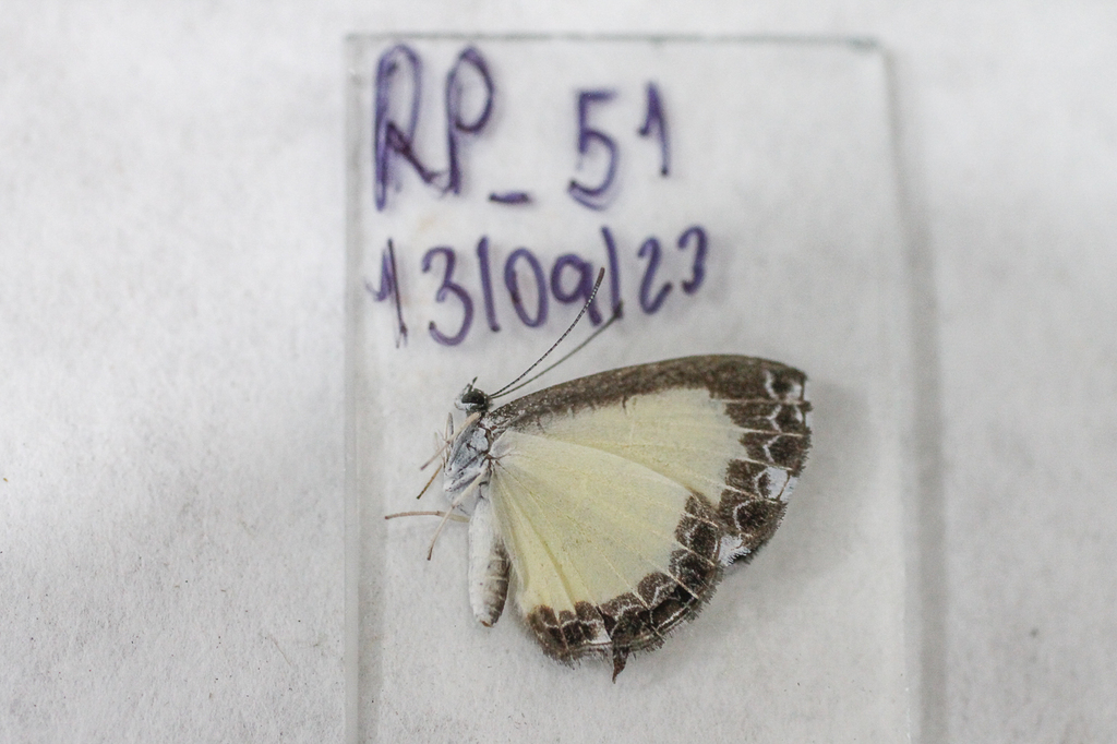 Nymphidium menalcus