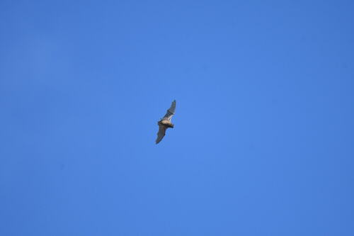 Common Noctule