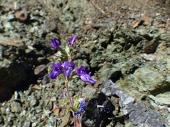 Collinsia greenei