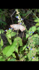 Lepidoptera