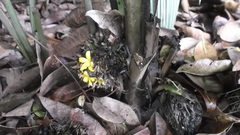 Molineria capitulata