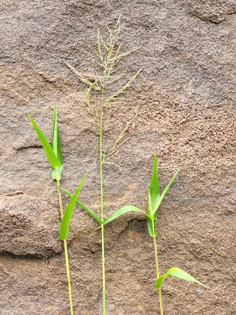 Rugoloa hylaeica