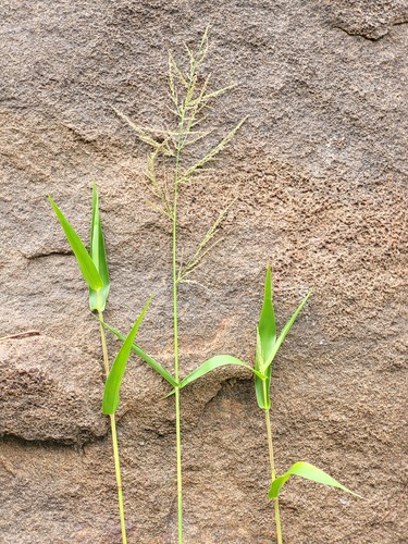 Rugoloa hylaeica
