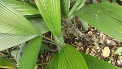 Molineria capitulata