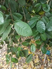 Elaeodendron