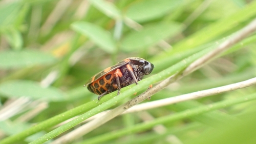 Cercopis intermedia, 2785 São Domingos de Rana, Portugal, photo 7 of 10