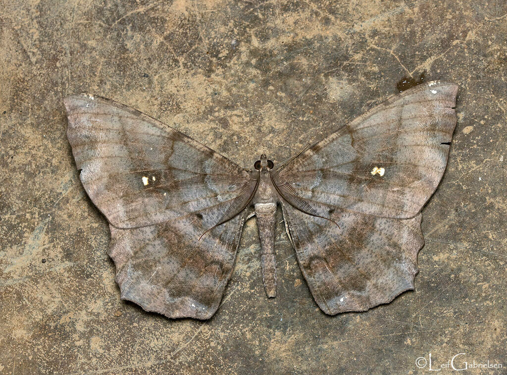 Amblychia rotundata