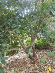 Elaeodendron