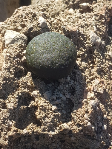 Image of Codium bursa by (c) Aleksandra Barczak, some rights reserved (CC BY)