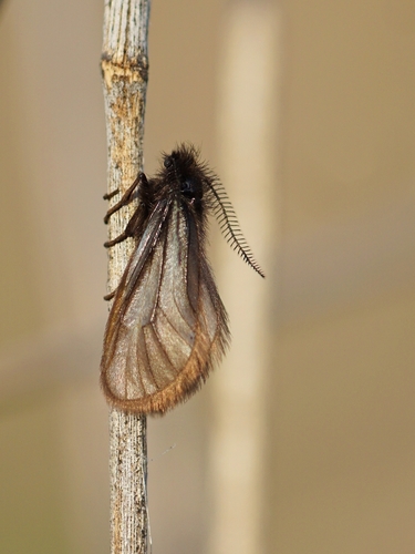 Heterogynis andalusica