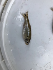 Characiformes