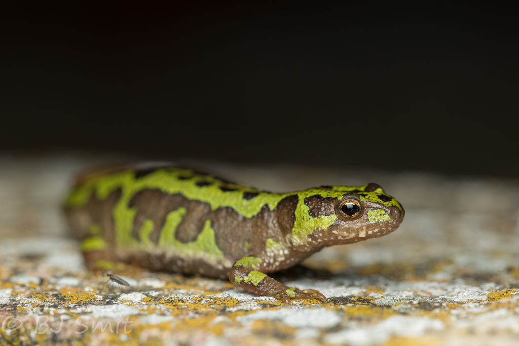 Pygmy Marbled Newt, photo 1 of 10