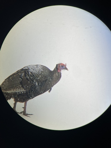 Wild Turkey photographed in Maine