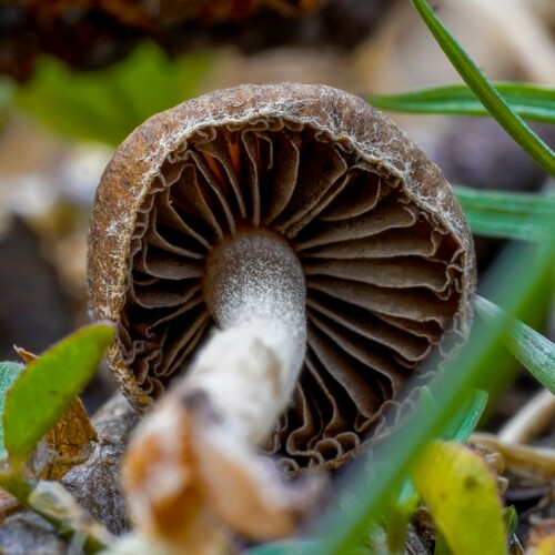 Psathyrella (Photo 2 of 12)