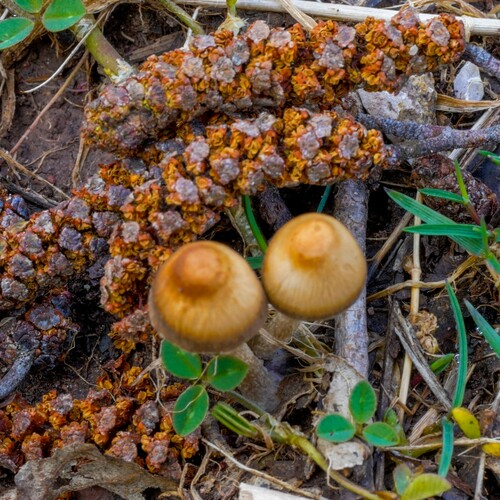 Psathyrella (Photo 3 of 12)