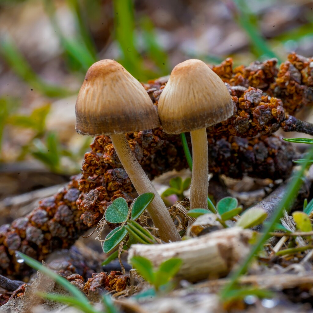 Panaeolus reticulatus