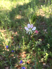 Oenothera suffulta