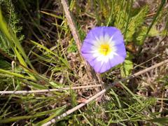 Convolvulus tricolor