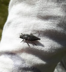 Dicerca tenebrica