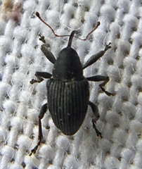 Archarius pyrrhoceras