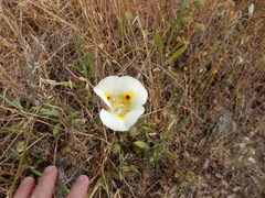 Calochortus superbus