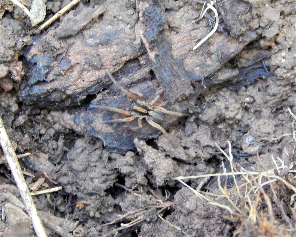 Wolf Spiders from 5000 W Memorial Rd, Oklahoma City, OK 73142, USA on
