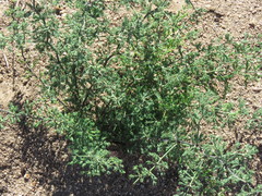 Asparagus stipulaceus