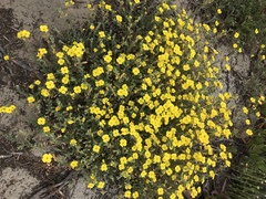 Camissoniopsis cheiranthifolia cheiranthifolia