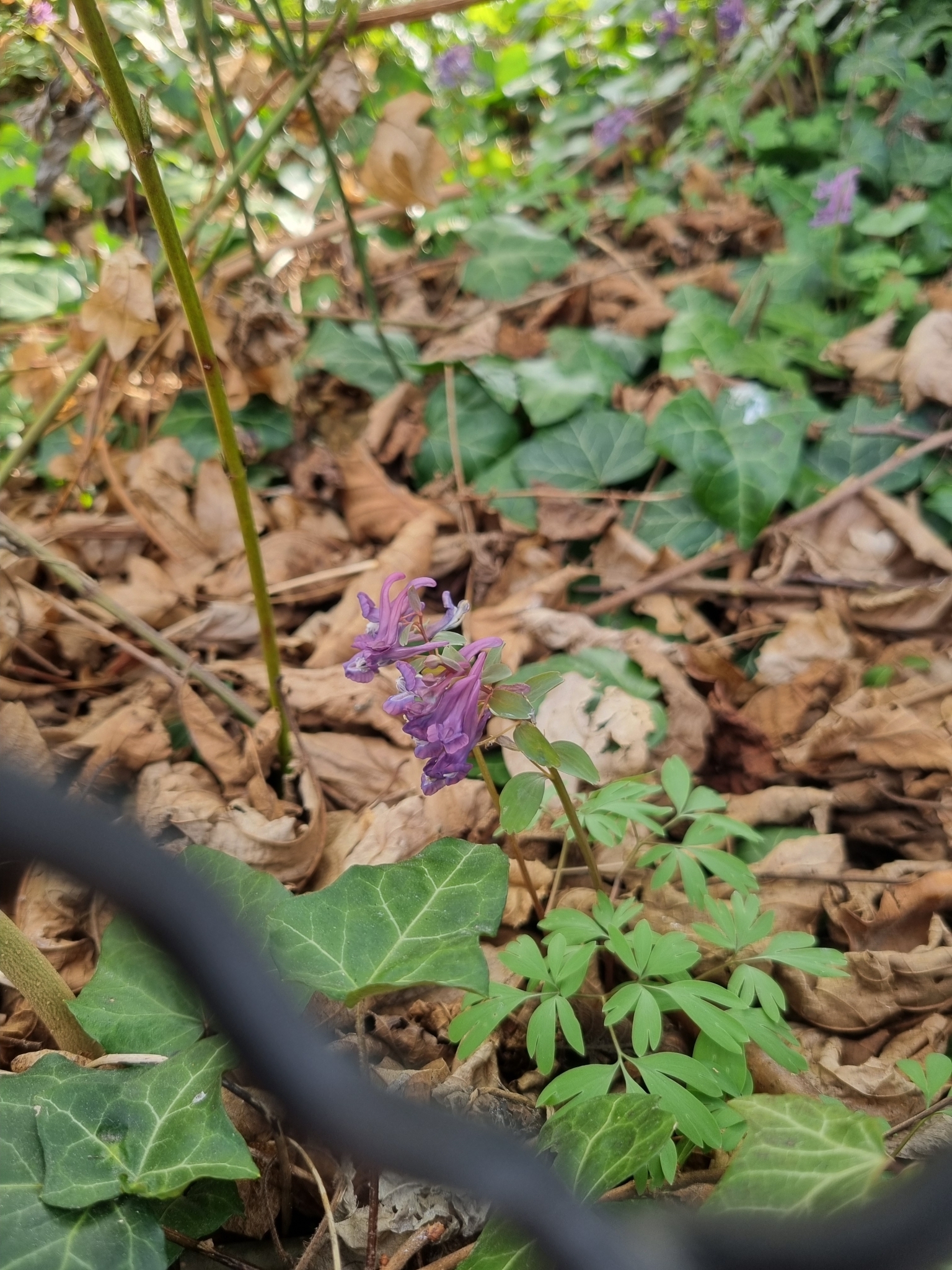 Corydalis ×