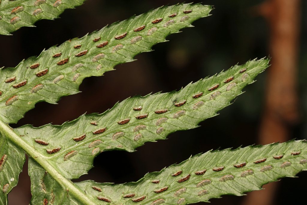 Small Rasp Fern