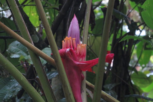 Flowering Banana