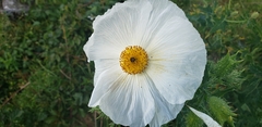 Argemone albiflora texana