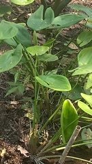 Pontederia sagittata
