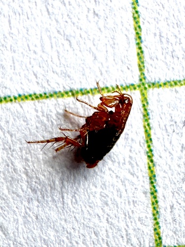 Hedgehog Flea