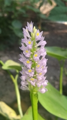 Pontederia sagittata
