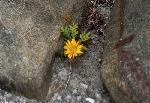 Western Beach Gazania (Gazania maritima)