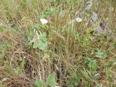 Calystegia occidentalis occidentalis