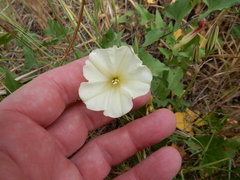 Calystegia occidentalis occidentalis