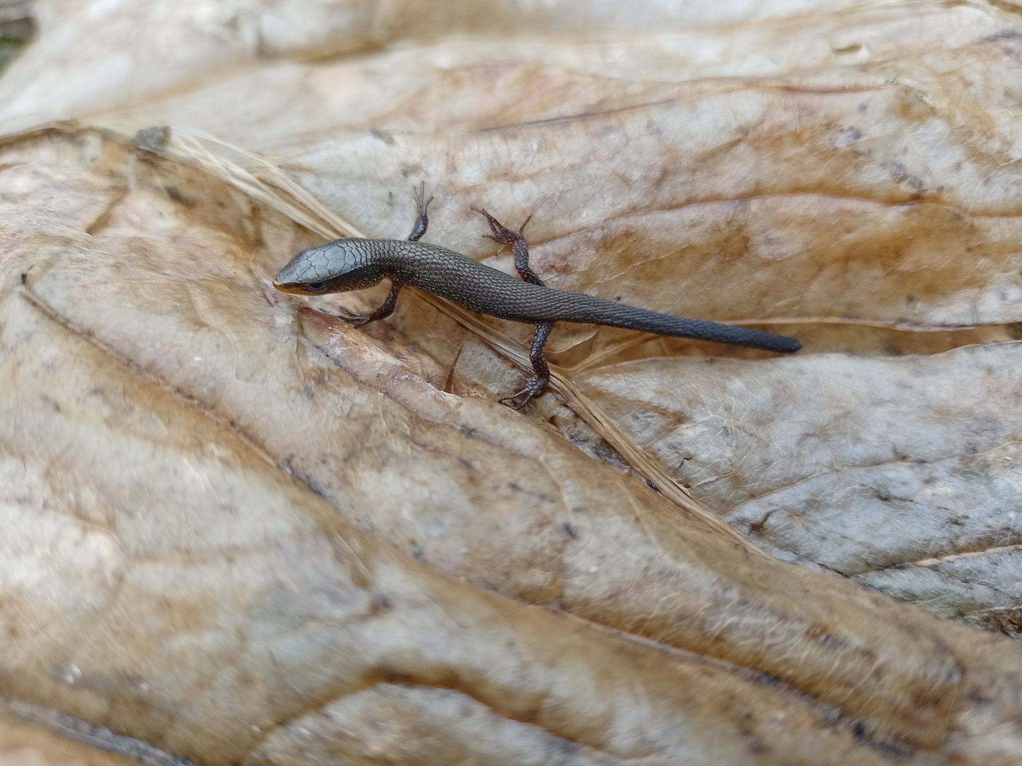 Gymnophthalmidae image