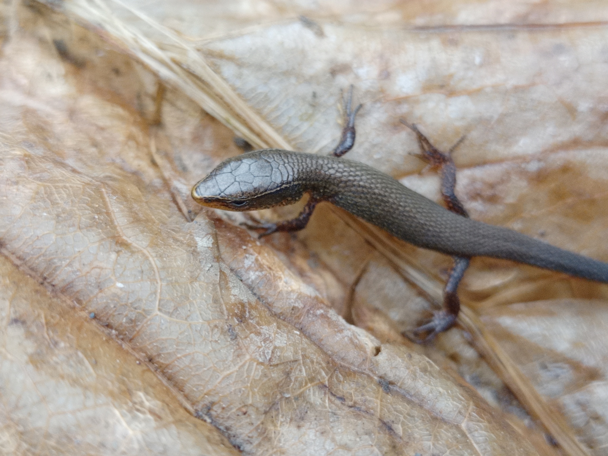 Gymnophthalmidae image