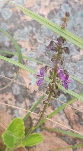 Sand Hullwort (Coleus psammophilus)