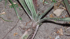 Gasteria
