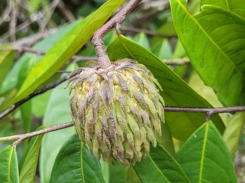 Duguetia riparia