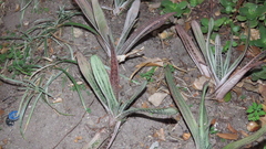 Gasteria