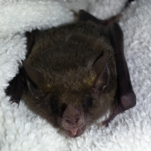 Merriam's Long-tongued Bat