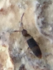 Entomobrya albocincta