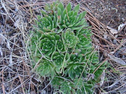 Aeonium simsii