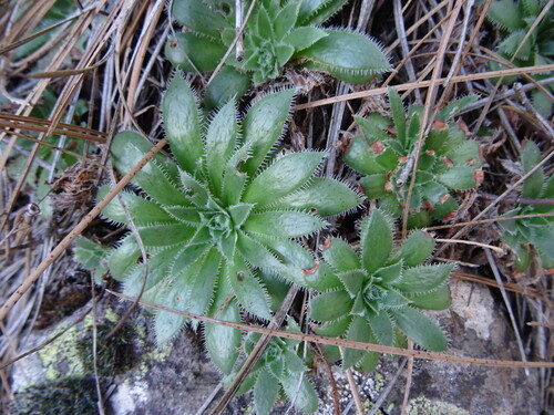 Aeonium simsii