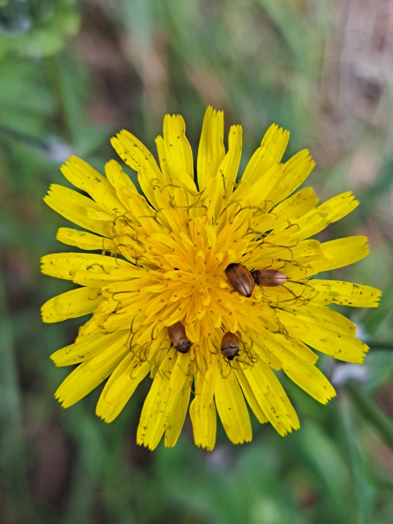 Attagenus simplex